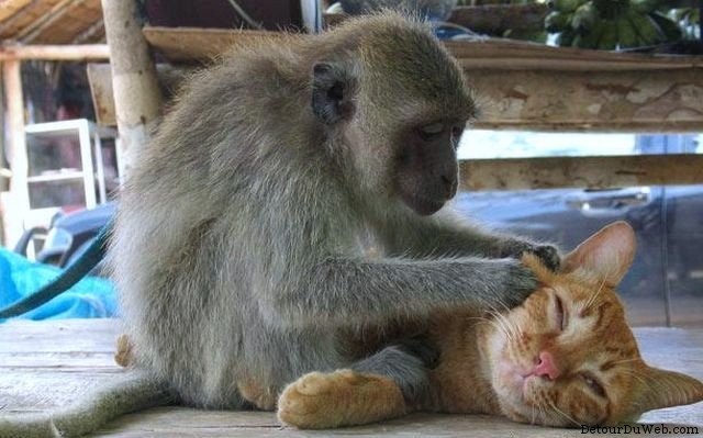 Comme chat et singe